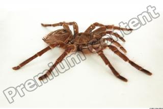 Theraphosa blondi 0043